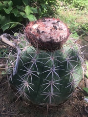 Melocactus curvispinus caesius