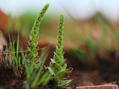 Crassula capitella nodulosa