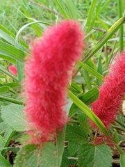 Acalypha herzogiana