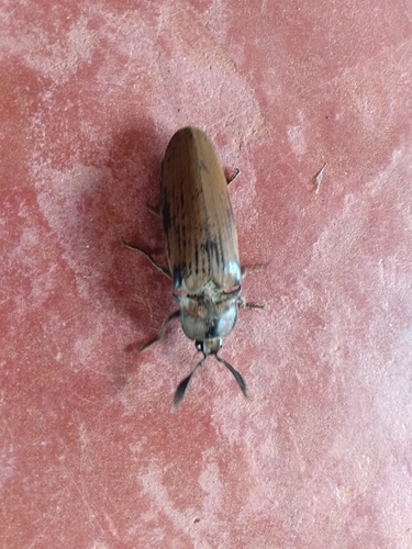 Giant Acacia Click Beetle