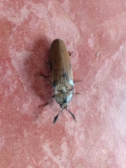 Tetralobus flabellicornis