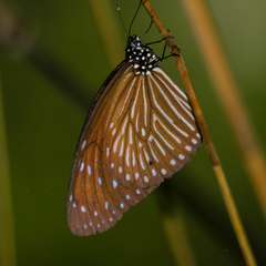 Euploea mulciber mulciber