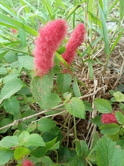 Acalypha herzogiana