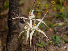 Caladenia microchila