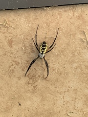 Argiope aurantia