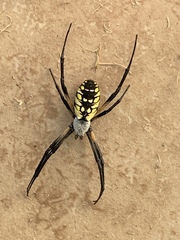 Argiope aurantia