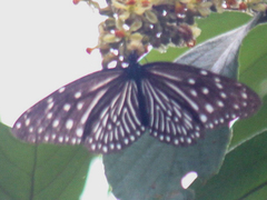 Euploea mulciber mulciber