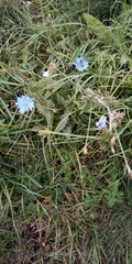 Cichorium intybus
