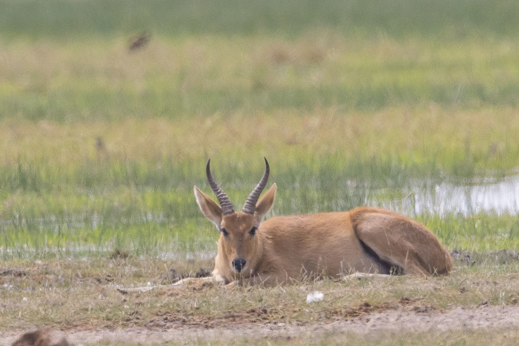 Redunca redunca, Amboseli NP and surroundings, Rift Valley, Kenya, by bentsai