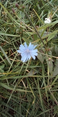 Cichorium intybus