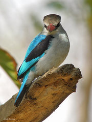 Halcyon senegalensis