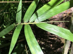 Bambusa pachinensis