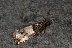 Notocelia incarnatana