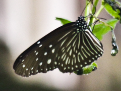 Euploea mulciber mulciber