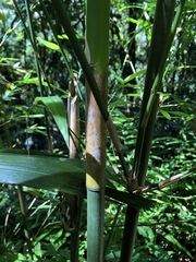 Bambusa pachinensis