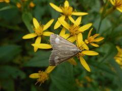 Udea alpinalis