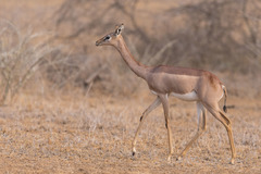 Gerenuk photo 3