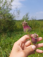 Cirsium pendulum