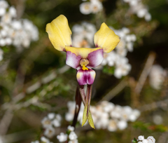 Diuris pulchella