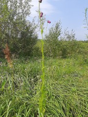 Cirsium pendulum