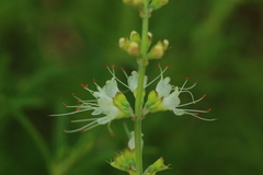 Ocimum angustifolium