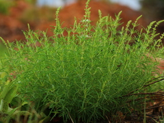 Ocimum angustifolium