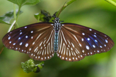 Euploea mulciber mulciber