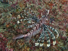 Pterois russelii