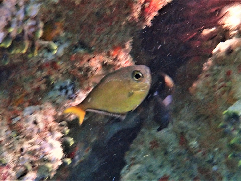 Yellowtail Sweeper