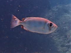 Priacanthus macracanthus