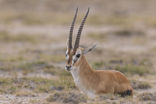 Thomson's Gazelle, photo 8 of 8
