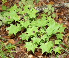Acer laetum