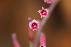 Adromischus umbraticola