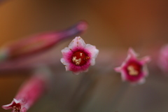 Adromischus umbraticola