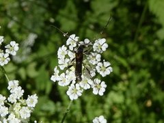 Molorchus umbellatarum
