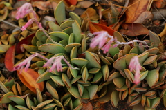 Adromischus umbraticola