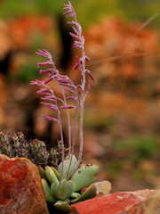 Adromischus umbraticola