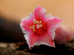 Adromischus umbraticola