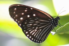 Euploea mulciber mulciber