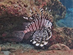 Pterois russelii