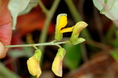 Rhynchosia nitens