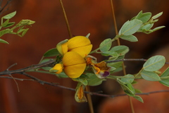 Rhynchosia nitens