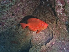 Heteropriacanthus