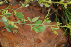 Rhynchosia nitens