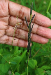 Alysicarpus ovalifolius