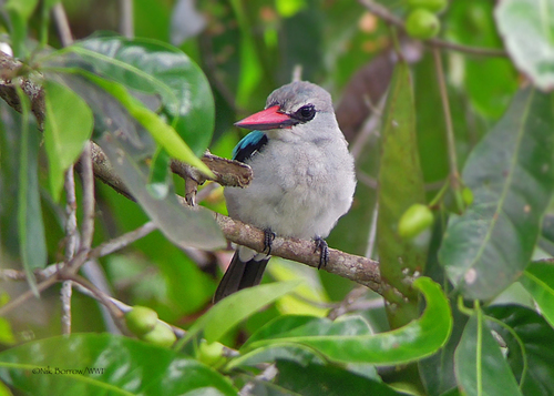 Woodland Kingfisher