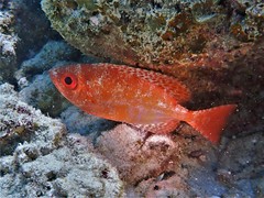 Heteropriacanthus carolinus