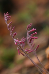 Adromischus umbraticola