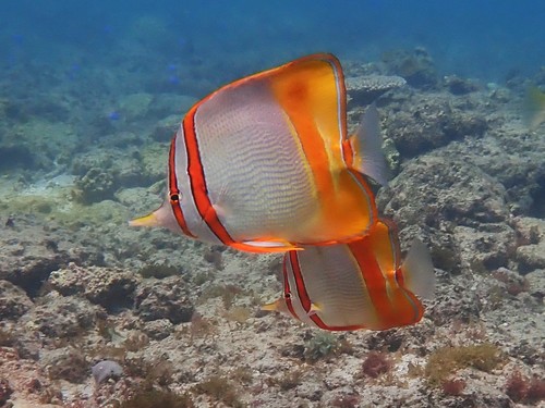 Margined coralfish (Chelmon marginalis) — Chaetodontidae