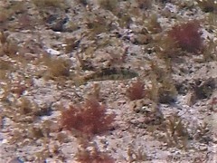 Halichoeres nebulosus